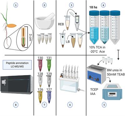 Membrane-Enriched Proteomics Link Ribosome Accumulation and Proteome Reprogramming With Cold Acclimation in Barley Root Meristems